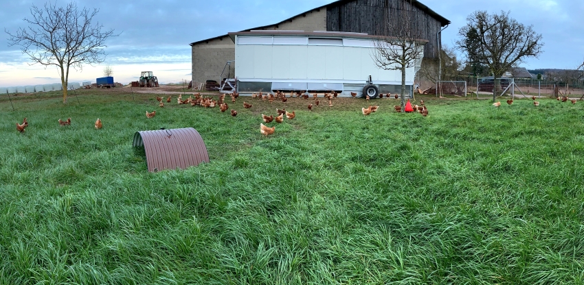 Hühner vor Mobil auf frischer Wiese